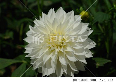 Dahlia diamond dust 5740745