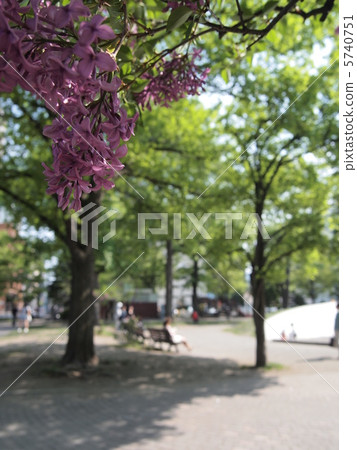 丁香盛開的公園 丁香盛開的公園 5740751