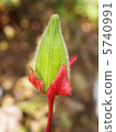 Fruit of Hana Okura 5740991