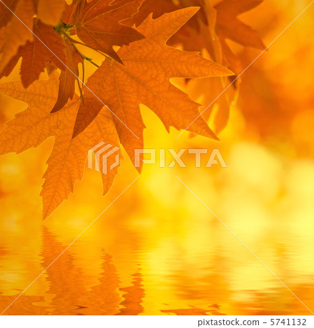 autumn leaves, reflecting in water, very shallow focus autumn leaves, reflecting in water, very shallow focus 5741132