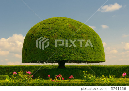 mushroom shaped tree 5741136