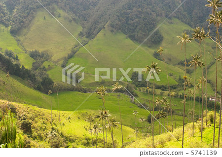 Vax palm trees of Cocora Valley, colombia 5741139
