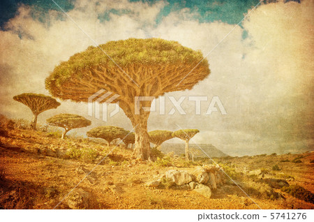 Vintage image of Dragon trees at Dixam plateau, Socotra Island, Vintage image of Dragon trees at Dixam plateau, Socotra Island, 5741276
