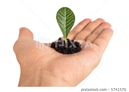 Home plant Euphorbia leuconeura leaf 5741570