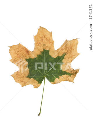 maple leaf 5741571
