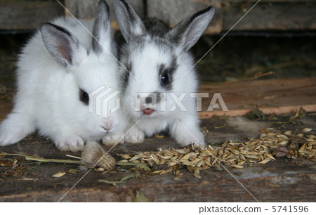 Feeding rabbits on animal farm in rabbit-hutch 5741596