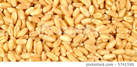 Grains of wheat close-up 5741598