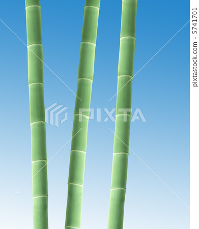 Bamboo Border Bamboo Border 5741701