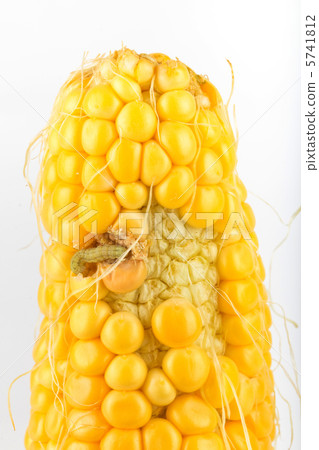 A worm eating the corn A worm eating the corn 5741812