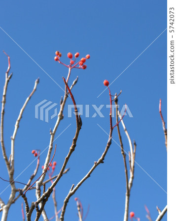 Autumn Aozora and Nanakamado Autumn Aozora and Nanakamado 5742073