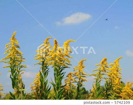 White clouds and Seiitaka watanase sau 5742109