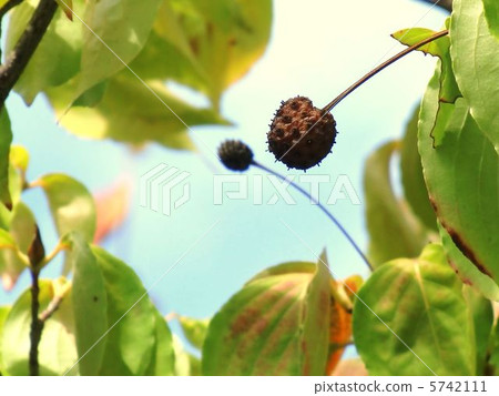 Fruits of ripe and delicious Yamabote 5742111