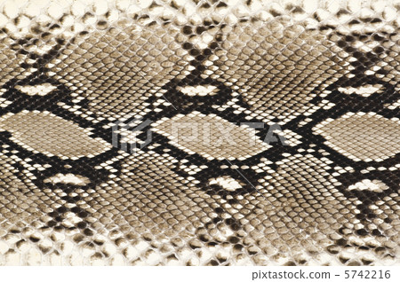 Diamond python Diamond python 5742216