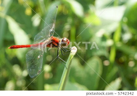 Natsuakane Natsuakane 5742342