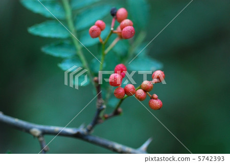 Fruit of sanshou 5742393