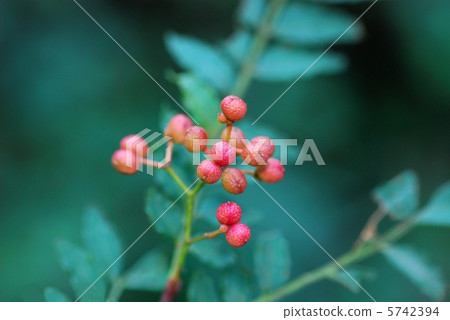 Fruit of sanshou 5742394