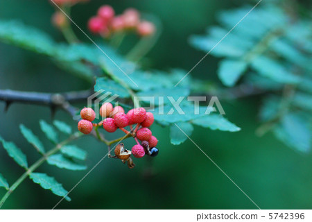 Fruit of sanshou Fruit of sanshou 5742396