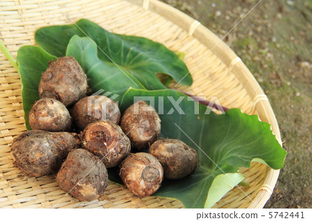 Taro harvest Taro harvest 5742441