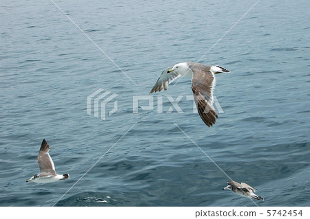 seagull seagull 5742454