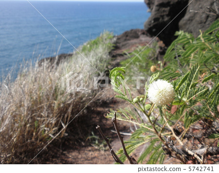 Cliff Flower 5742741