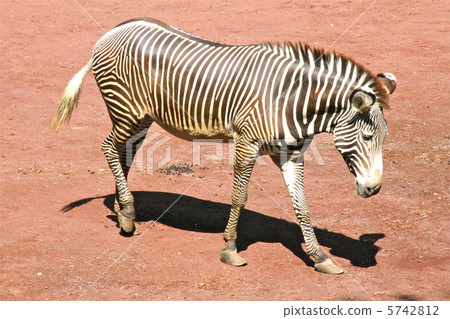 斑馬 5742812