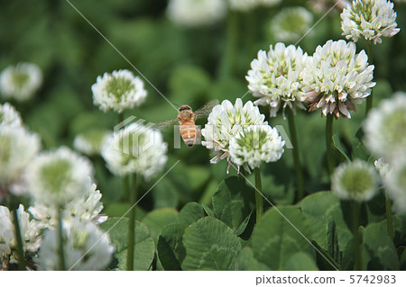 Bee and white clover Bee and white clover 5742983