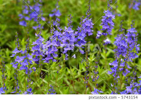 維羅尼卡 5743154