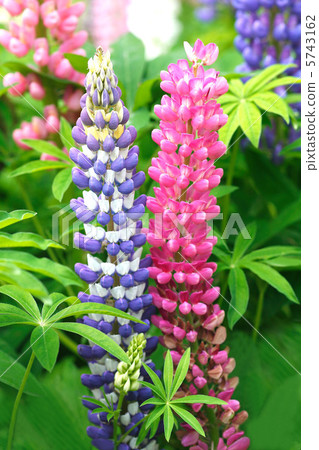  Lupine 5743162