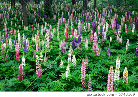 Lupine Lupine 5743169