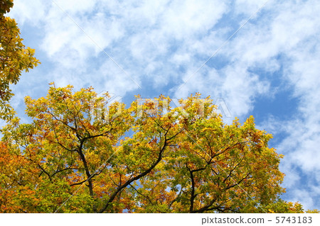 The yellow leaves of Mizunara 5743183
