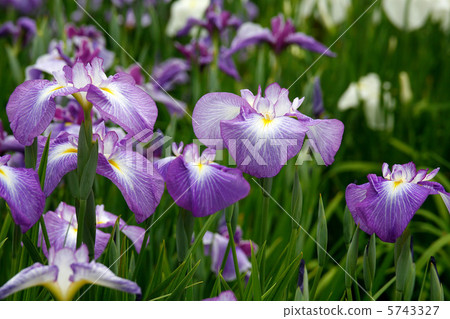 哈娜莎華 哈娜莎華 5743327