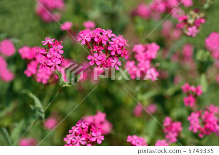 Musi Trinadesico 5743335