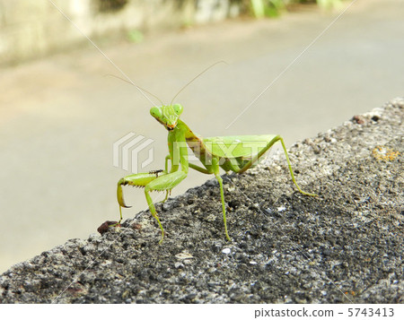 Halabirakamakiri（腹寬） 5743413