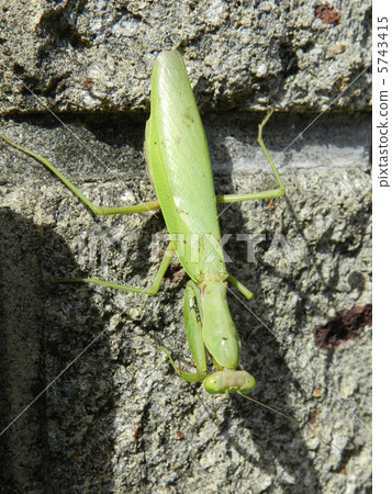 Halabirakamakiri (belly wide) 5743415