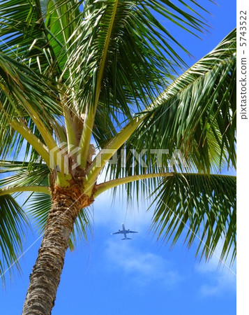 Palm trees and planes Palm trees and planes 5743522