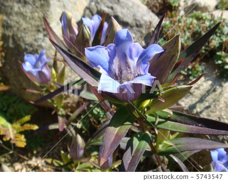 龍膽 龍膽 5743547