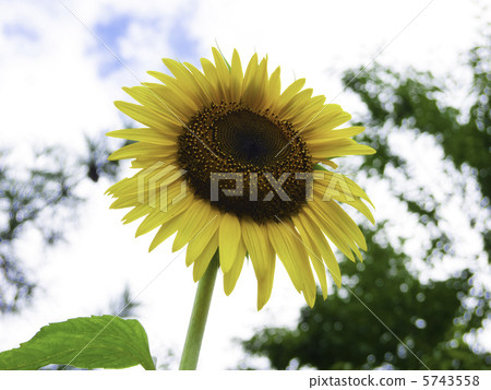 向日葵 5743558