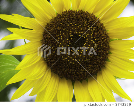 向日葵 向日葵 5743559