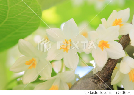 Hakuunboku flower Hakuunboku flower 5743694