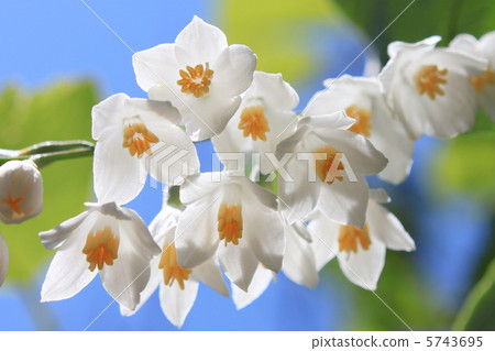Hakuunboku花 Hakuunboku花 5743695