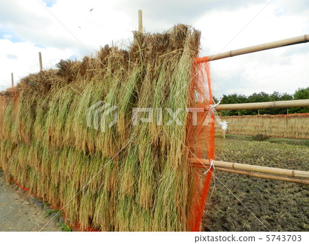 Autumn landscape of harvest Autumn landscape of harvest 5743703