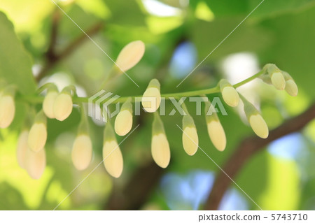 Flower bud of Hakuunboku Flower bud of Hakuunboku 5743710