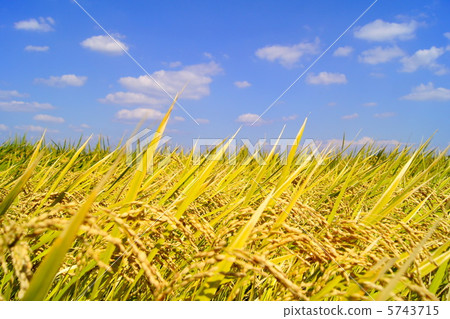 Fall of Harvest Fall of Harvest 5743715