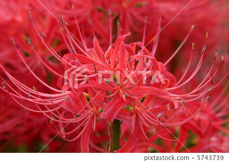 Higanohana full bloom Higanohana full bloom 5743739