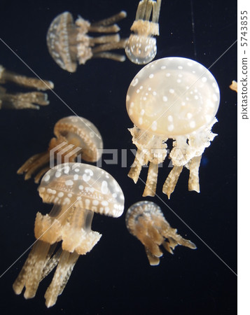 Tako jellyfish 5743855