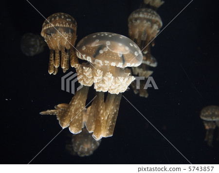 Tako水母 5743857