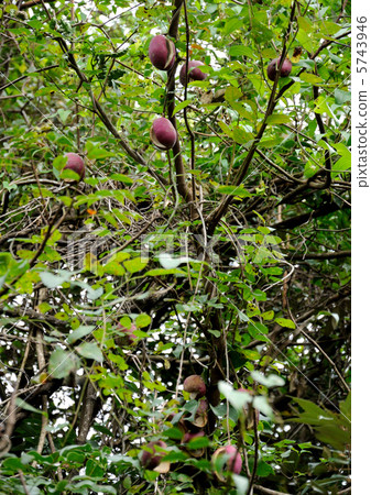 阿克比水果 阿克比水果 5743946