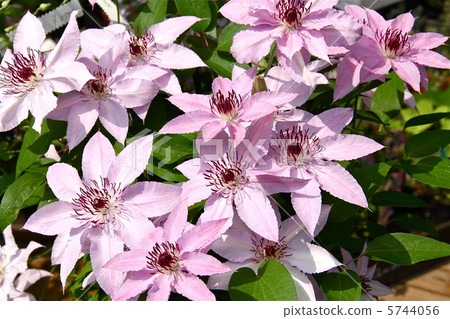 Pink clematis Pink clematis 5744056