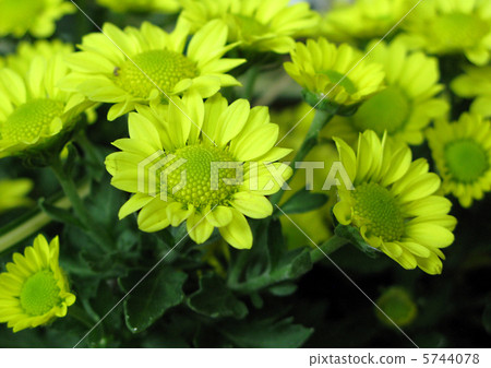 Pot·Chrisan Chem（微微） 5744078