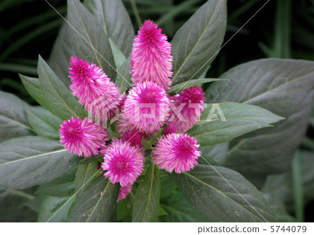 Celosia (Ruby Parfait) 5744079